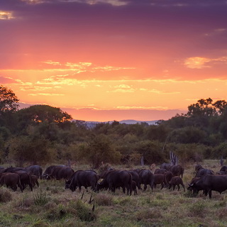 South Luangwa - Buffalo's at sunset